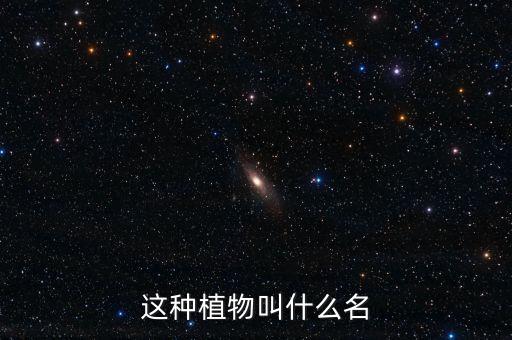这种植物叫什么名