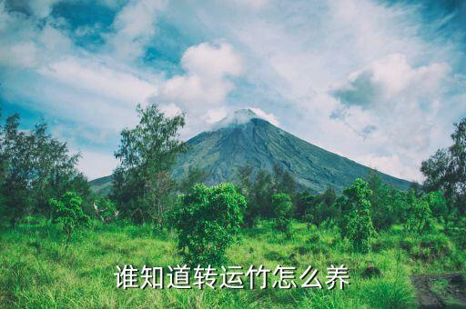 谁知道转运竹怎么养