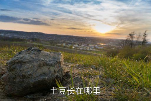 土豆长在哪里