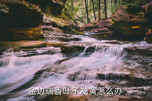 瑞香叶，金边瑞香叶子发黄怎么办