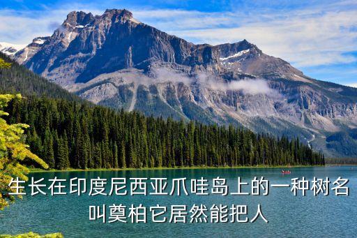生长在印度尼西亚爪哇岛上的一种树名叫奠柏它居然能把人