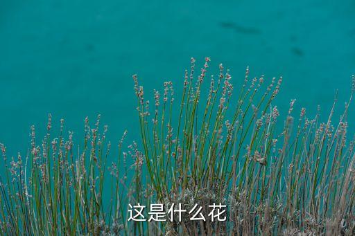 胭脂茉莉，这是什么花