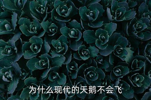 为什么现代的天鹅不会飞