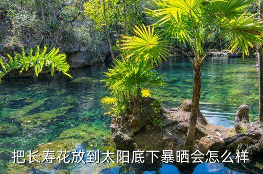 把长寿花放到太阳底下暴晒会怎么样