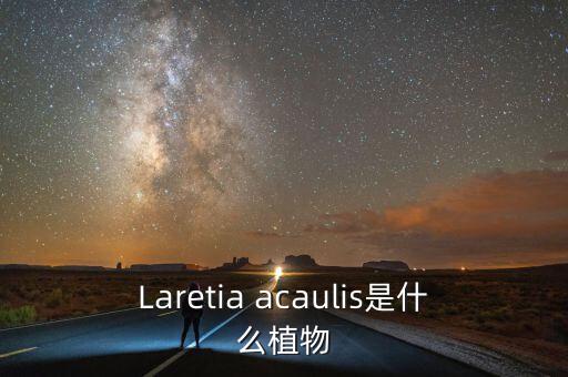 Laretia acaulis是什么植物