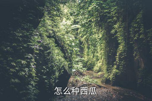 西瓜苗怎么种，种西瓜从种子开始一直到发芽的步骤