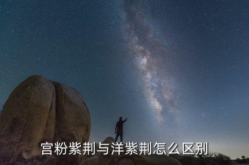 宫粉紫荆与洋紫荆怎么区别