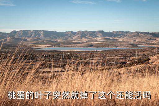 桃蛋的叶子突然就掉了这个还能活吗
