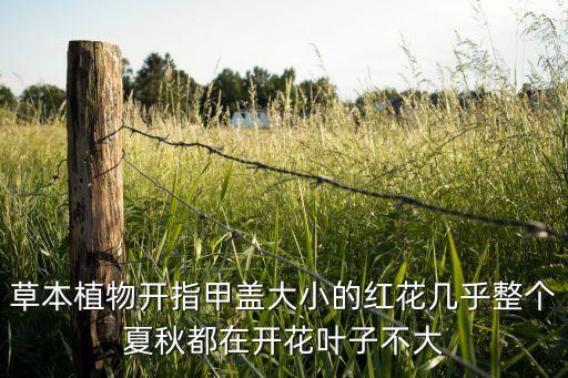 草本植物开指甲盖大小的红花几乎整个夏秋都在开花叶子不大