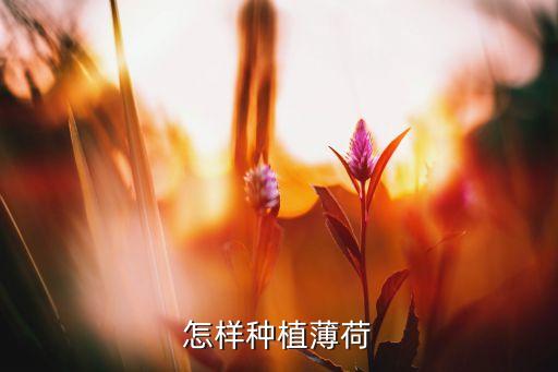 薄荷如何种植，怎样种植薄荷