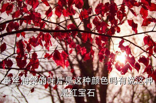 垂丝海棠，垂丝海棠的叶片是这种颜色吗有说这种是红宝石