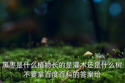 黑枣是什么植物长的是灌木还是什么树不要拿百度百科的答案给