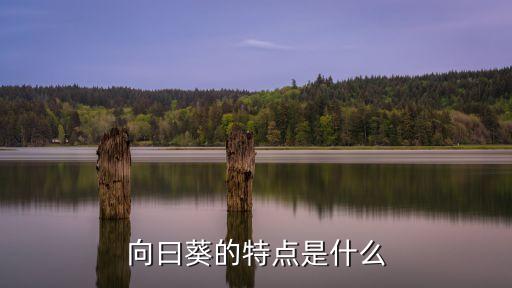 向曰葵的特点是什么