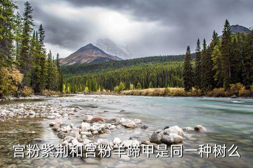 宫粉紫荆和宫粉羊蹄甲是同一种树么