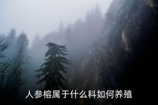 人参榕属于什么科如何养殖