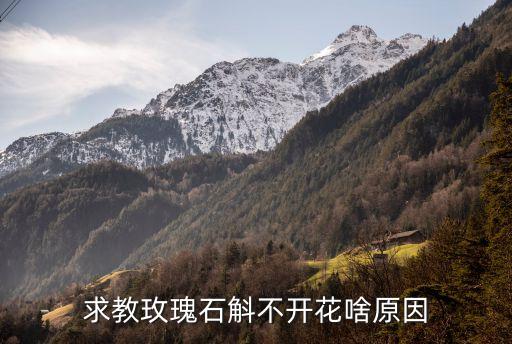 玫瑰石斛，玫瑰玫瑰石斛 与铁皮石斛区别