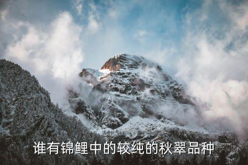 谁有锦鲤中的较纯的秋翠品种
