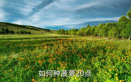 如何种菠萝20点