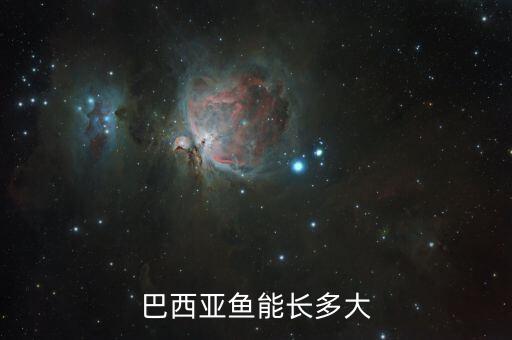 巴西亚鱼，巴西亚鱼能长多大