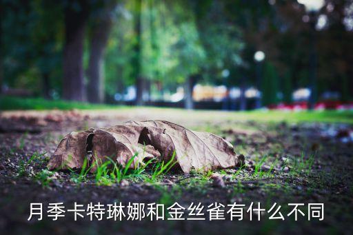 月季卡特琳娜和金丝雀有什么不同