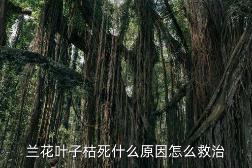 兰花叶子枯死什么原因怎么救治
