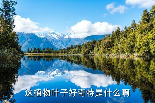 这植物叶子好奇特是什么啊