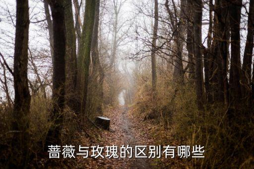 蔷薇与玫瑰的区别有哪些