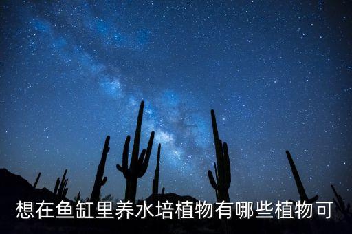 想在鱼缸里养水培植物有哪些植物可