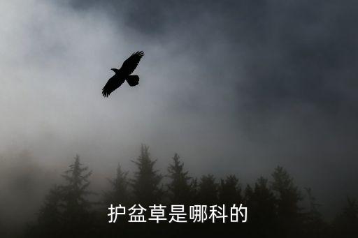 护盆草是哪科的