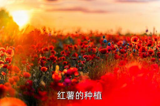 红薯怎么栽，怎样种地瓜在家种