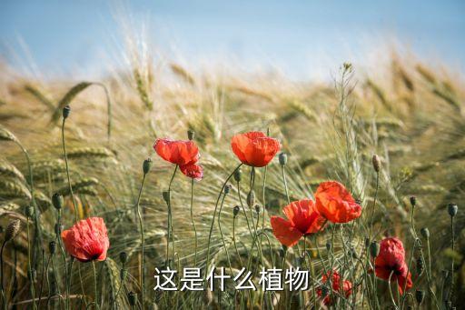 伞形目，伞形科蔬菜有哪些