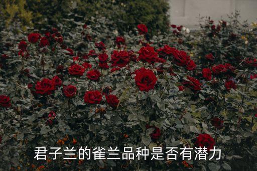 君子兰的雀兰品种是否有潜力