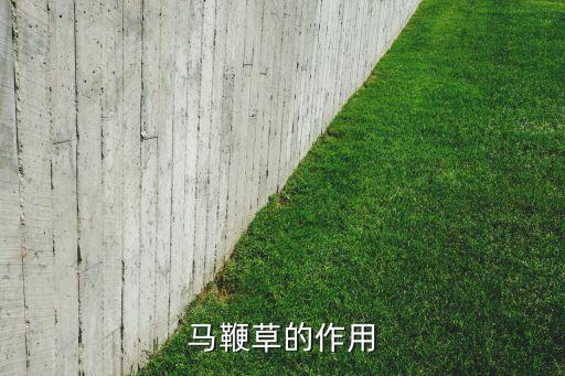 马鞭草的作用