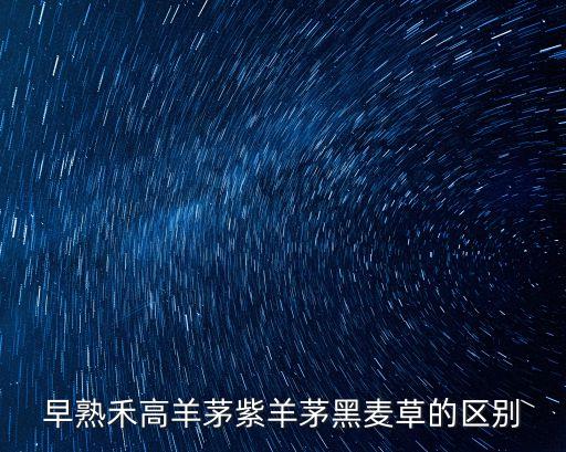 早熟禾高羊茅紫羊茅黑麦草的区别