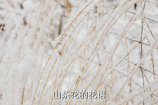 白茶花图片，山茶花的花语