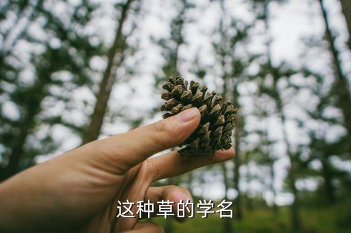 这种草的学名