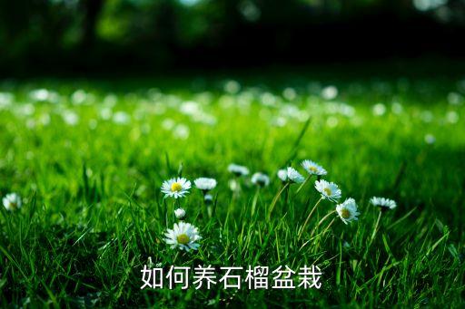 盆栽石榴树，石榴树适合做盆景吗如何选材注意那些