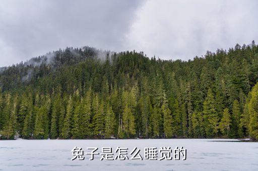 兔子是怎么睡觉的