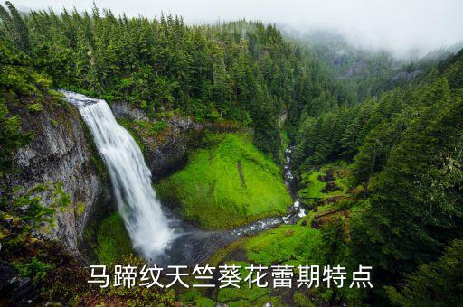 马蹄纹天竺葵花蕾期特点