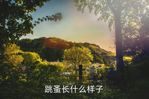 跳蚤长什么样子图片，跳蚤长什么样子