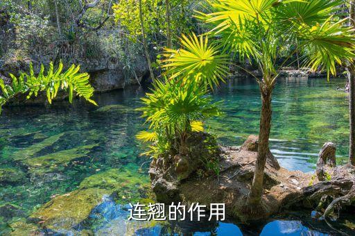 连翘功效，连翘的作用