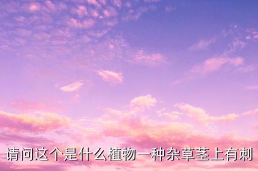 请问这个是什么植物一种杂草茎上有刺