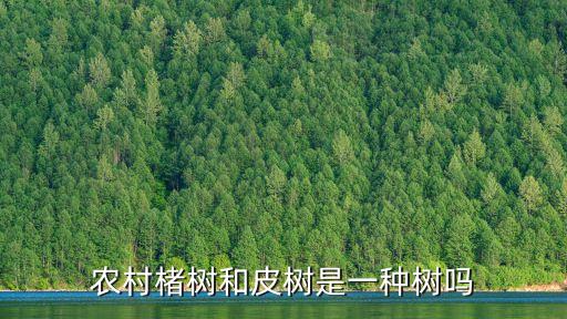 皮树，农村楮树和皮树是一种树吗