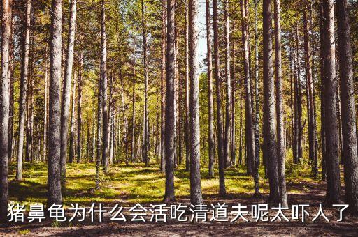 猪鼻龟图片，猪鼻龟好饲养么