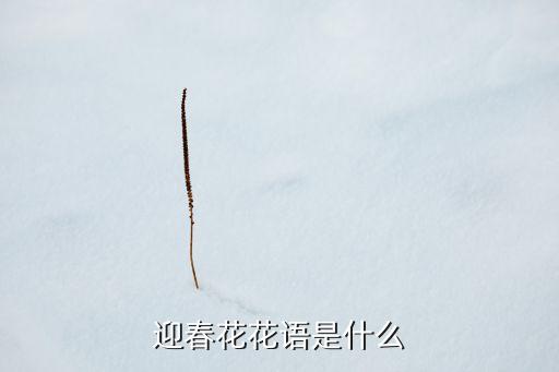 迎春花花语是什么