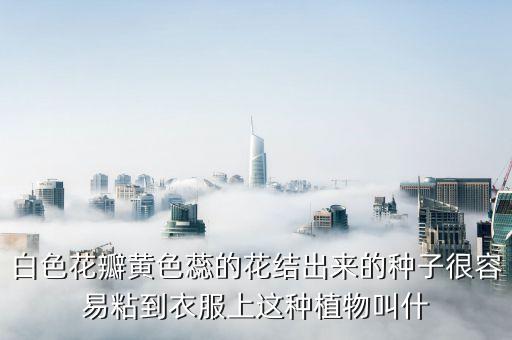 白色花瓣黄色蕊的花结出来的种子很容易粘到衣服上这种植物叫什