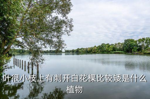 银合欢，什么是银合欢根瘤