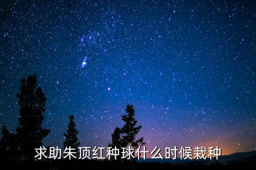 求助朱顶红种球什么时候栽种