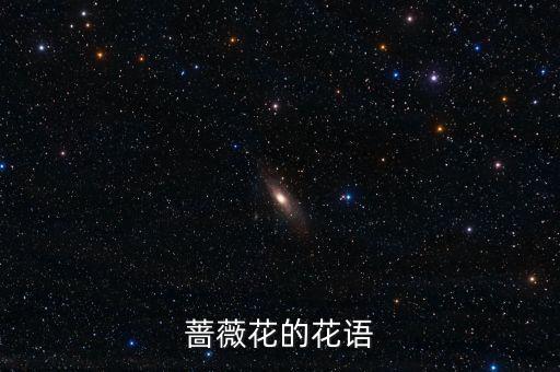 蔷薇花的花语