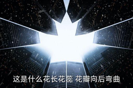 这是什么花长花蕊 花瓣向后弯曲